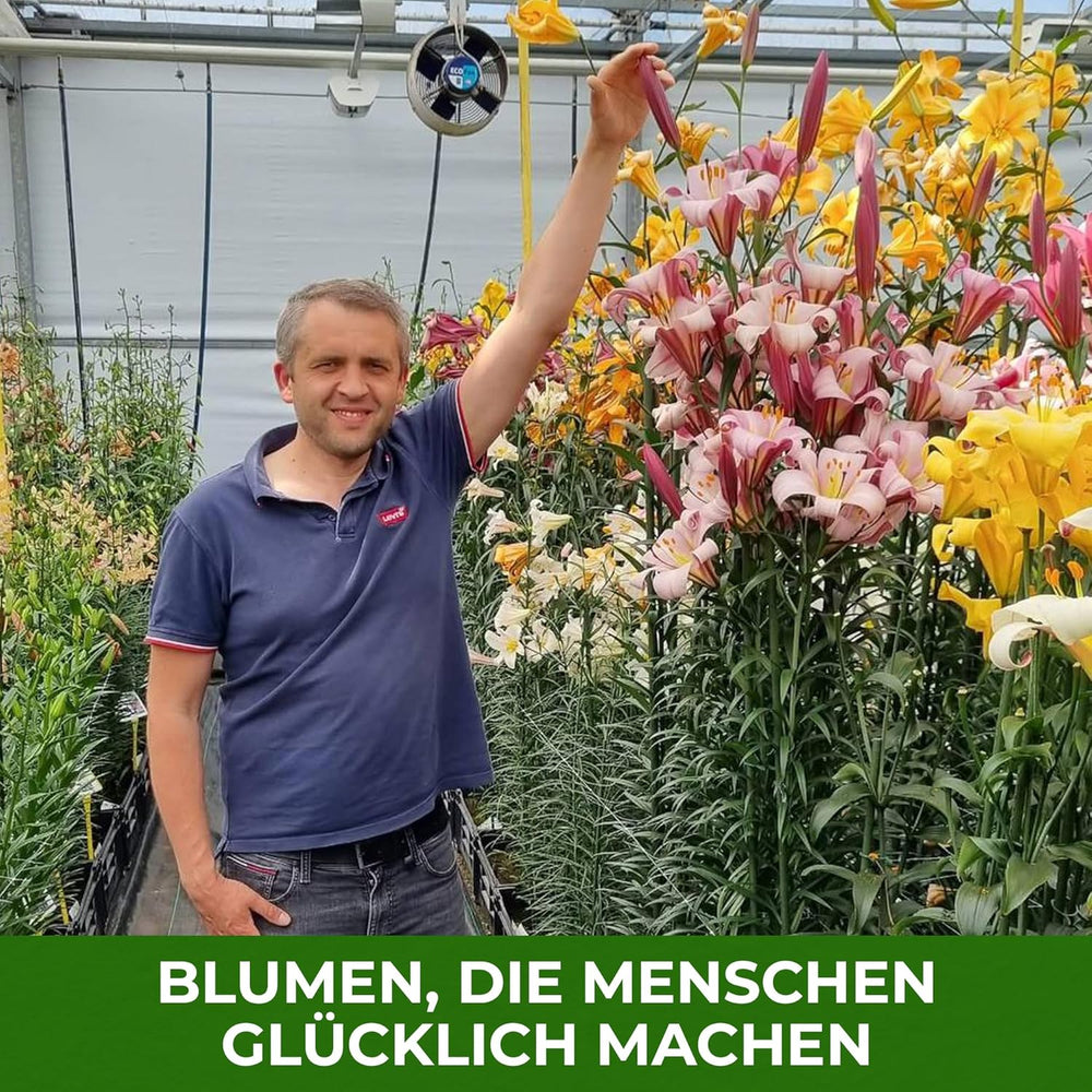 Bulbes de lys vivaces rustiques – Mélange de lotus oriental – 10 bulbes – Bulbes de fleurs hollandais exclusifs – Pour jardin et pots (grands bulbes sans graines, non artificiels)