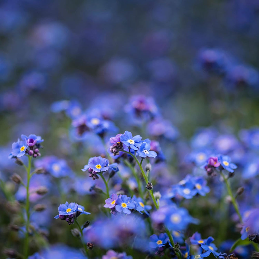 Vergissmeinnicht Samen (Myosotis) - Märchenhafte Blumen mit langer Blütezeit für das Beet, den Balkon und die Terrasse