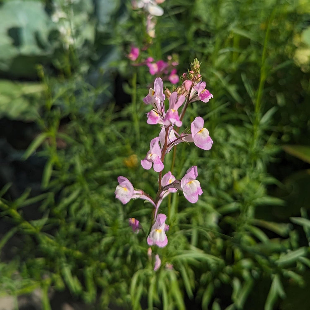 Lin marocain (Linaria maroccana) env. 2000 graines de fleur annuelle d'été, fleur coupée à longue floraison