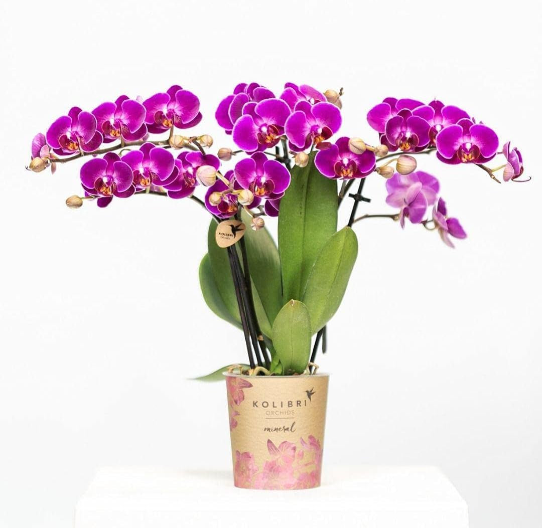 Kolibri Orchids | Lila Phalaenopsis Orchidee - Morelia - Topfgröße Ø9Cm | Blühende Zimmerpflanze - Frisch Vom Züchter