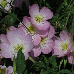 Rosa Nachtkerze (Oenothera Speciosa) Ca. 300 Samen Der Mehrjährigen Staude Steingartenpflanze Präriepflanze Blume Bienenweide