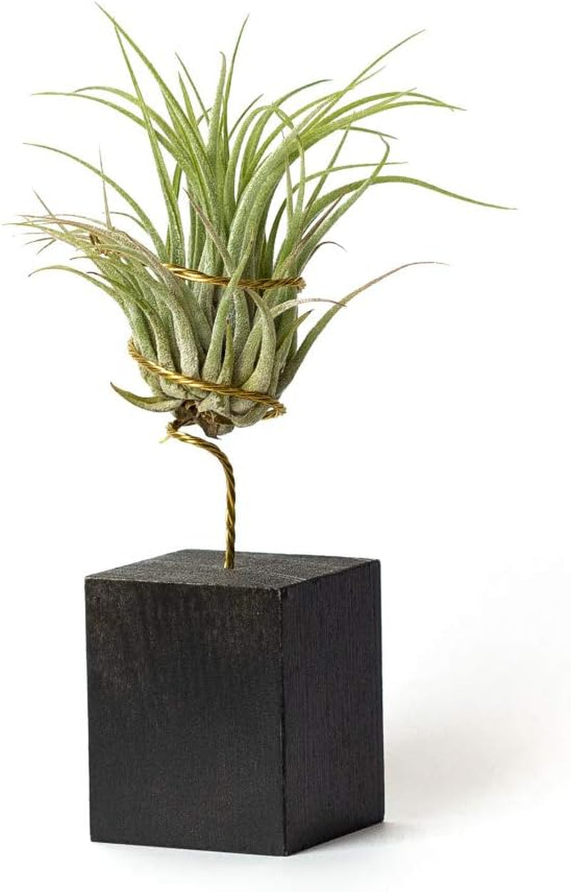 Echte Hängende Tillandsia-Pflanzen Mit Ständer - Lebende Luftpflanzen - Windtochter-Pflanze Echte Zimmerpflanze - Air Plant - Zimmerpflanzen Luftpflanzen (Schwarz)
