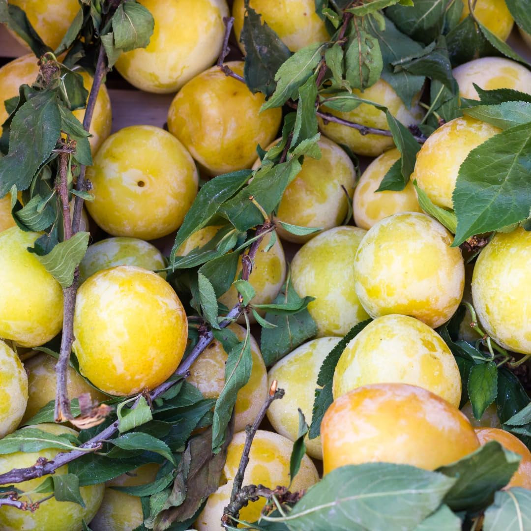 Susini Strümpfe Von Nonne Gelb Pflanze Ab Frucht Antik Auf Vase 24/26- Baum Max 160~180Cm -4 Jahre