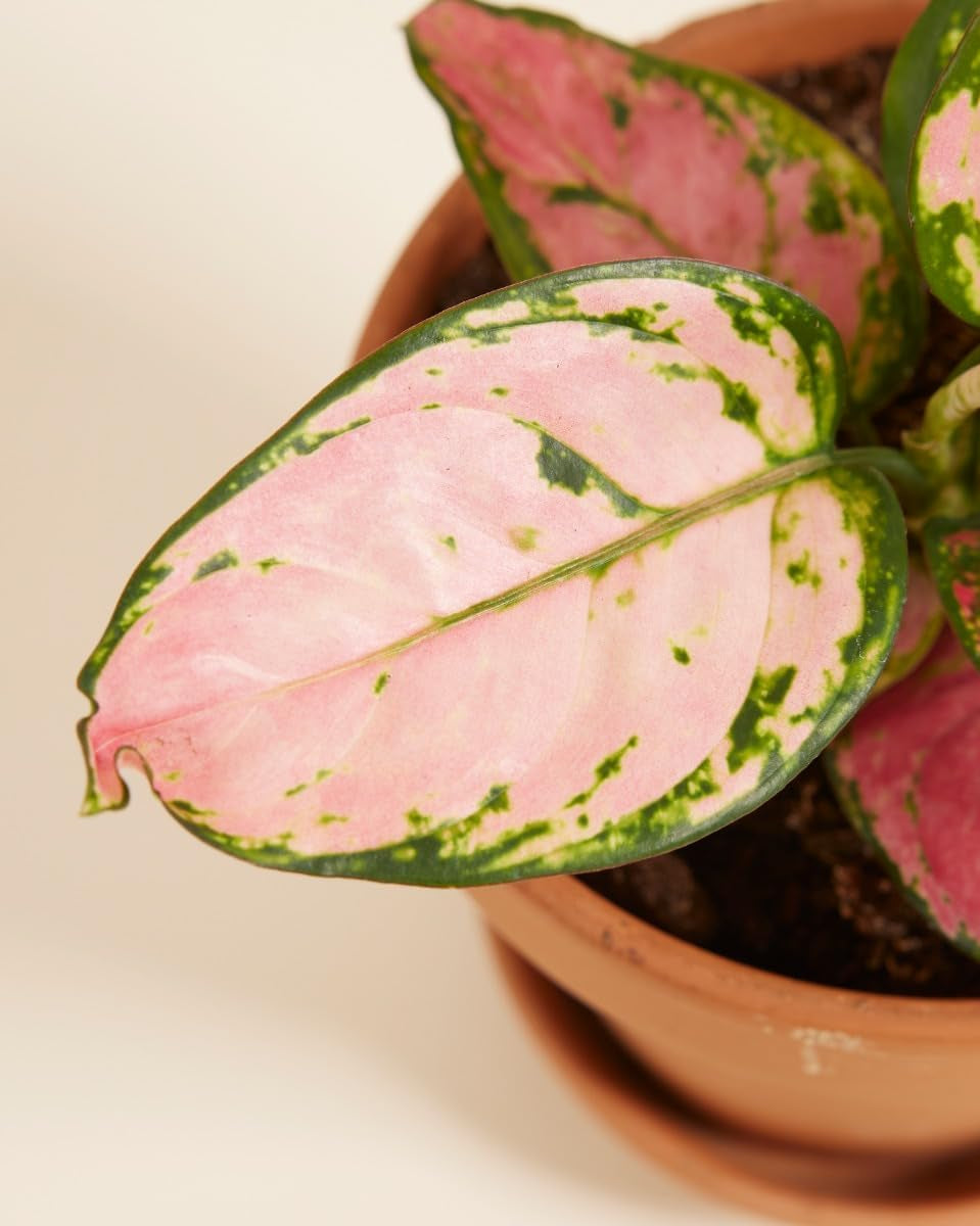 Aglaonema Pink Princess - Zimmerpflanze - Zimmerpflanzen, Pflanzen Echt, Nachhaltige Verpackung - 12Cm Topf - Höhe 30Cm - Direkt Von Der Gärtnerei