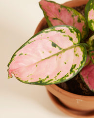 Aglaonema Pink Princess - Zimmerpflanze - Zimmerpflanzen, Pflanzen Echt, Nachhaltige Verpackung - 12Cm Topf - Höhe 30Cm - Direkt Von Der Gärtnerei