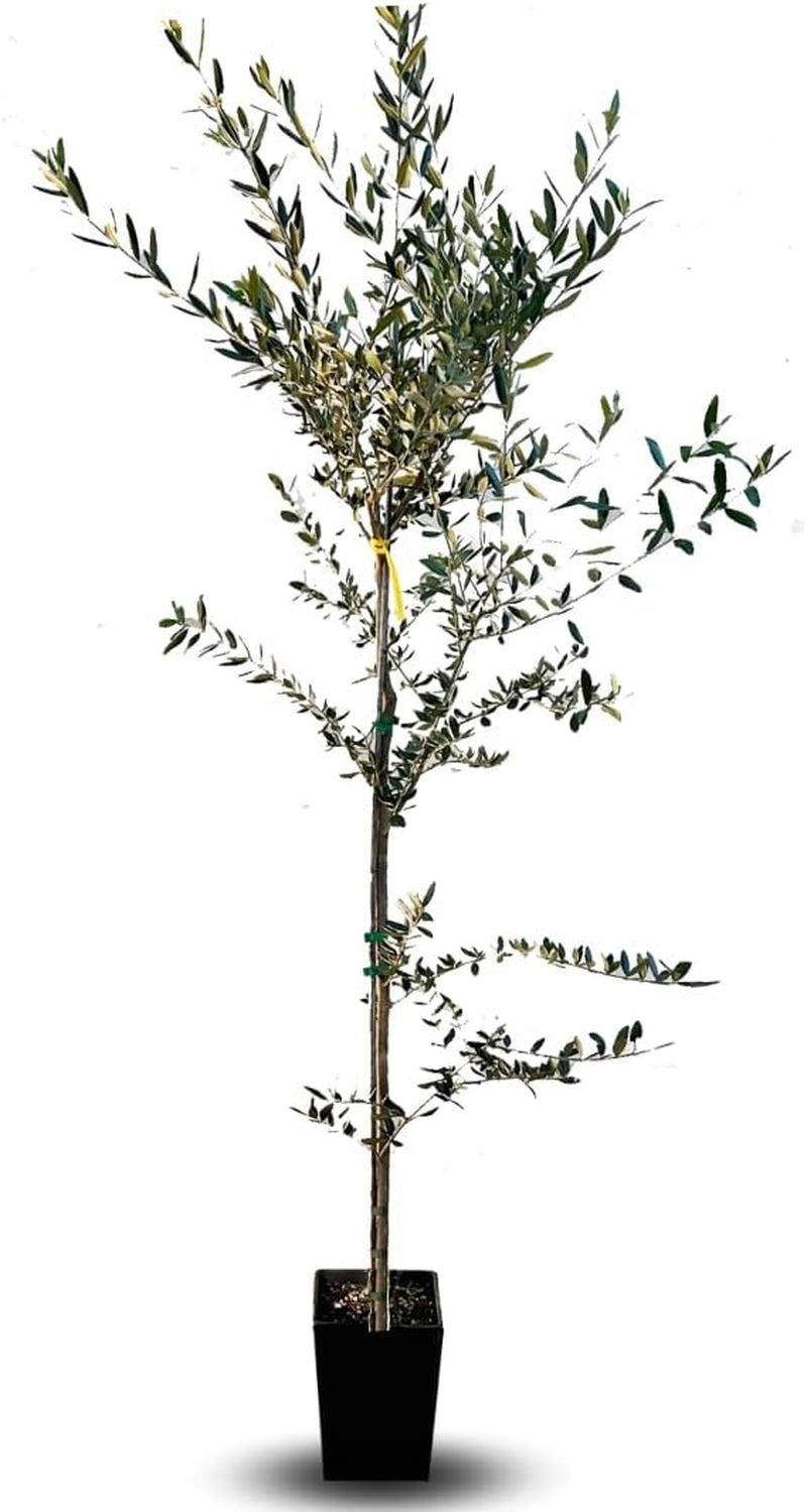 Olivier Olivenbaum Oliven Itrana - Obstpflanze Baum Max 160-3 Jahre Anbau Italien