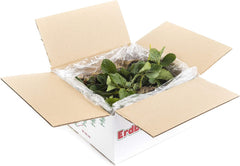 Bio Erdbeerpflanzen Anbau-Set: 40 Gemischte Biologische Erdbeerpflanzen Inkl. Bio Dünger - Sorten: Rumba, Verdi, Malwina, Ostara, Frigo- Erdbeeren Von Erdbeerprofi.De