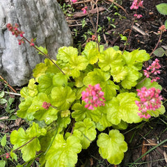 Heuchera - Purpurglöckchen Immergrüne Sträucher Hecken Heilkräuter Garten Geschenk Zimmerpflanzen Gartenpflanzen Bodendecker Gartenkräuter Exotische Balkon 250Samen