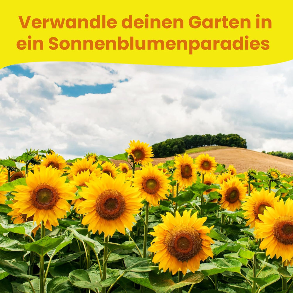 LERAVA® Sonnenblumen Samen Set (4 sortes) - Riesige gelbe & rote Sonnenblume - Zwerg et Sungold Teddy - Premium Sonnenblumensamen für Garten und Balkon - Blumenamen Geschenk für Hobbygärtner