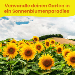 LERAVA® Sonnenblumen Samen Set (4 sortes) - Riesige gelbe & rote Sonnenblume - Zwerg et Sungold Teddy - Premium Sonnenblumensamen für Garten und Balkon - Blumenamen Geschenk für Hobbygärtner