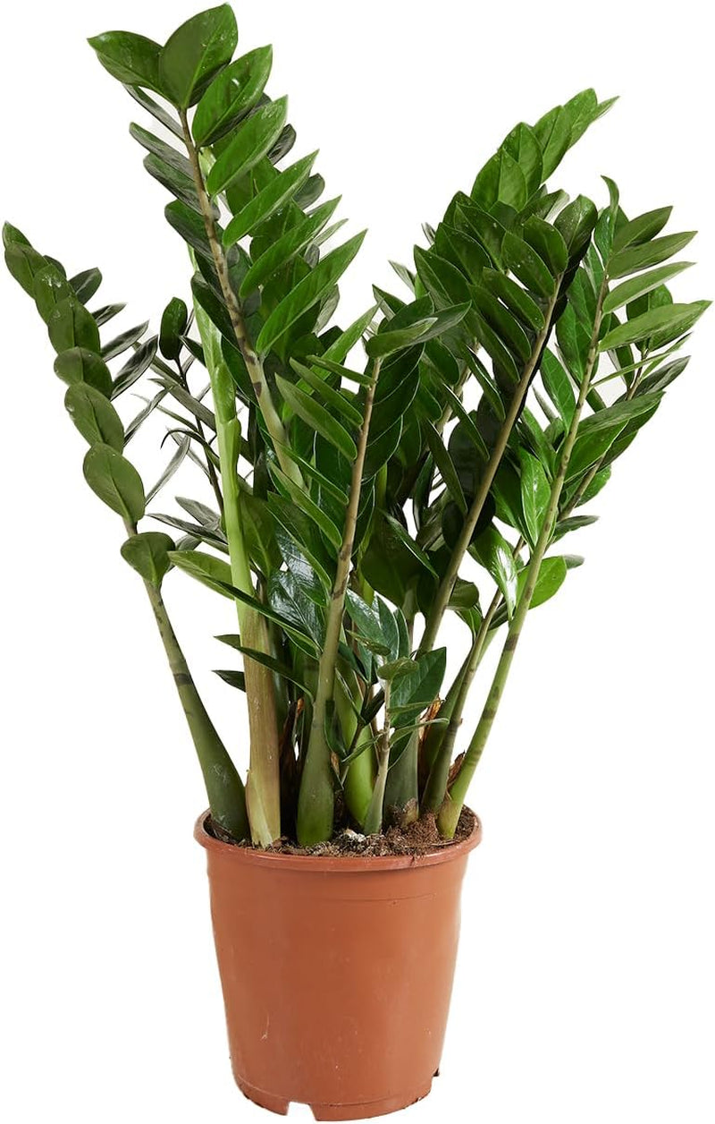 Bloomique | Smaragdpalme Für 2 Stück - Zamioculcas - Zimmerpflanze Im Scheitel ⌀17 Cm - Höhe 60 Cm