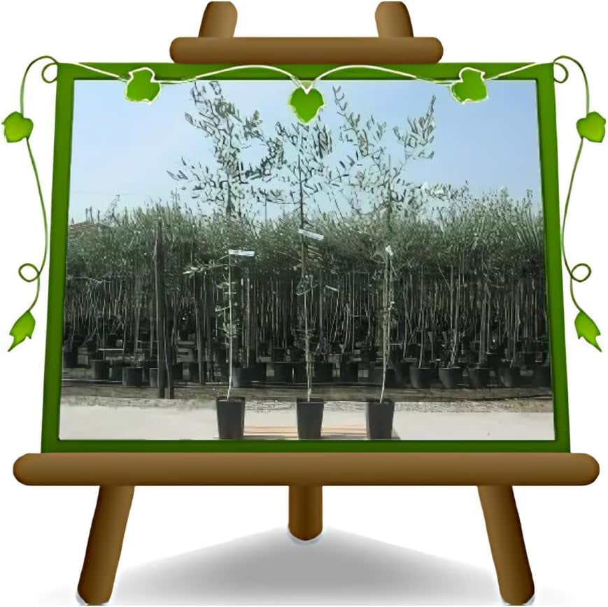 Olivier Olivenbaum Oliven Leccino - Obstpflanze Auf Blumentopf 20 Baum Höhe Max 150-2 Jahre Anbau Italien