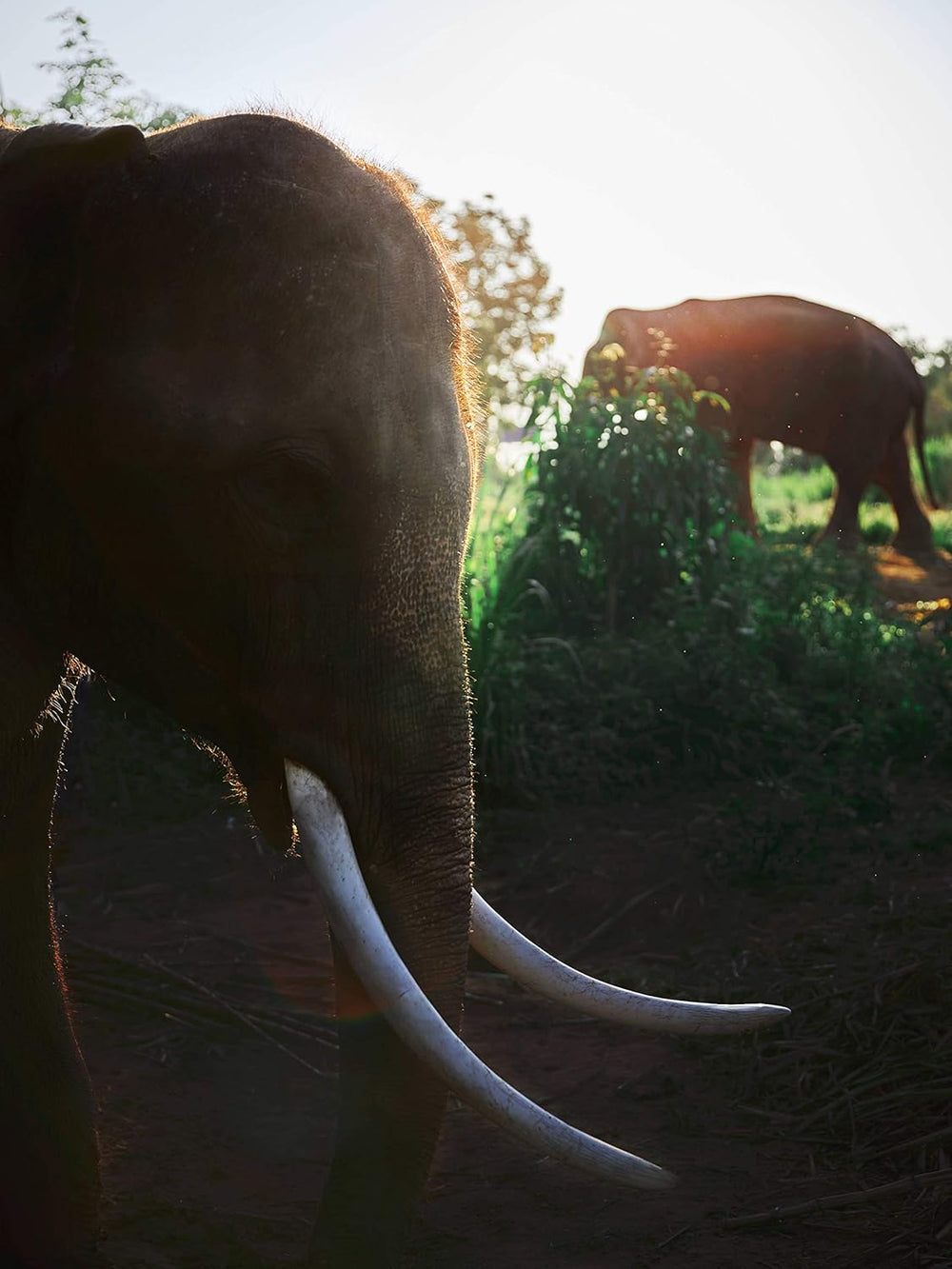 Café Black Ivory - 35 grammes de grains de café, grains entiers, non torréfiés, sans arômes ajoutés, 1 pièce