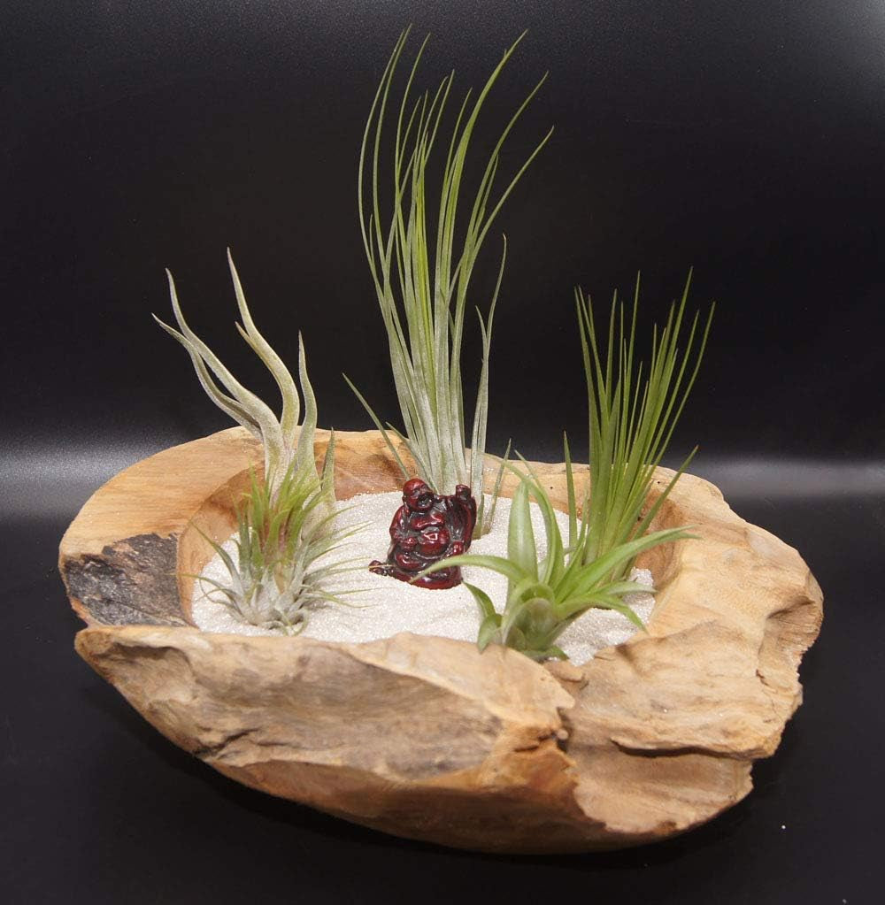 Tillandsien 5Er-Mix 1 EXTRA Tillandsie, Bromeliengewächs