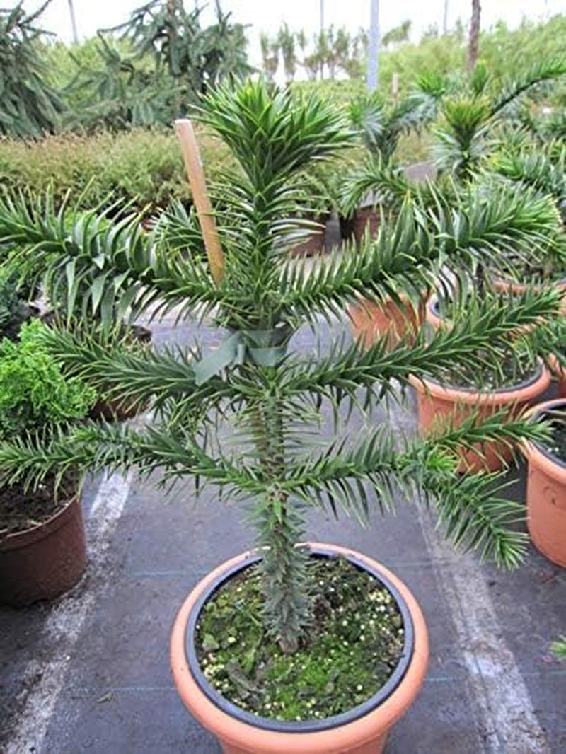 Araucaria Araucana - Andentanne - Chilenische Schmucktanne - 40-50 Cm