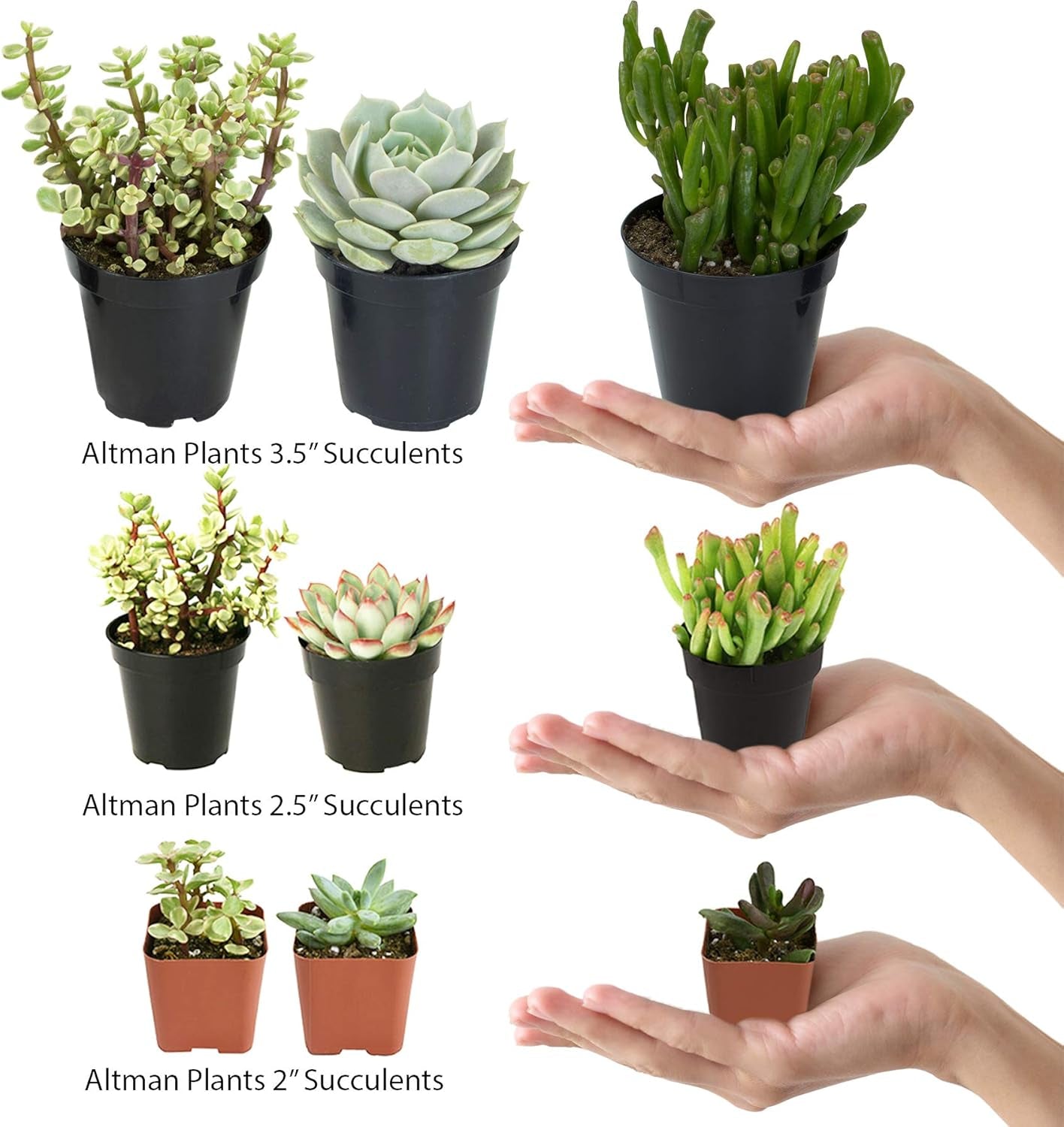 Sortierte Kaktus-Kollektion, 6,3 Cm, 12 Stück