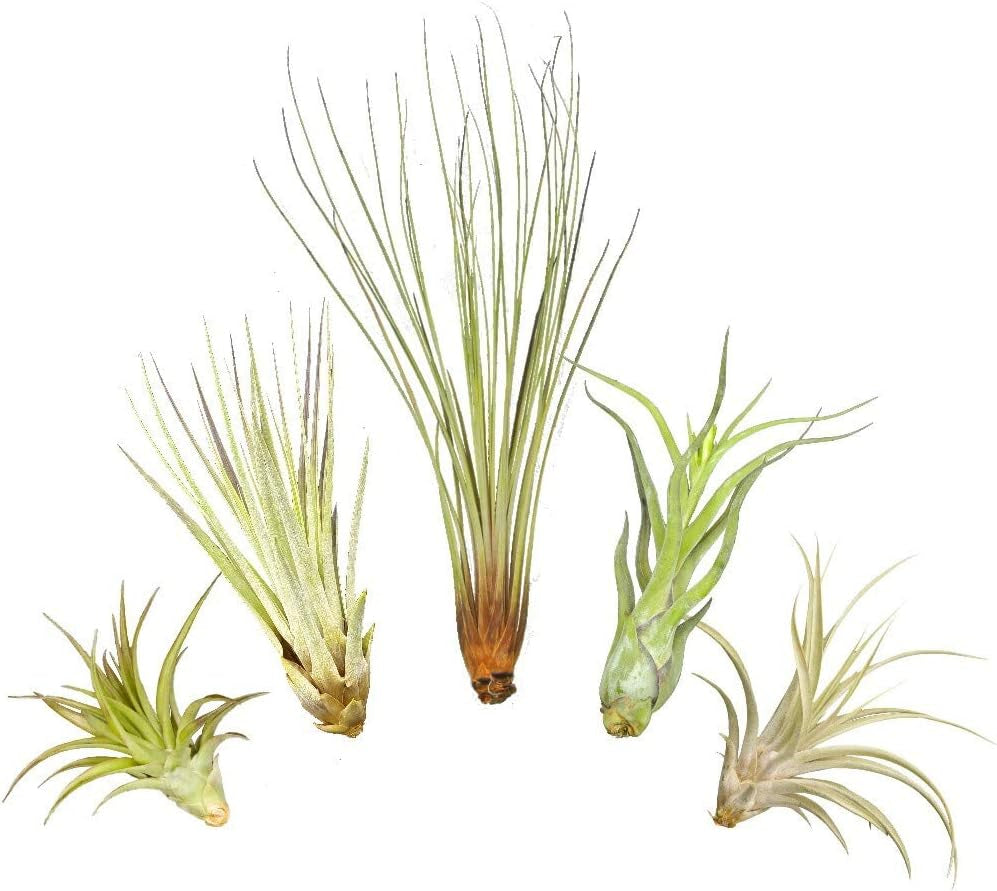 Tillandsien 5Er XL Set, Mit Je Einer Tillandsia Juncea, Einer T. Captitata, Einer T. Abdita, Einer T. Caput Medusae Und Einer T. Fasciculata