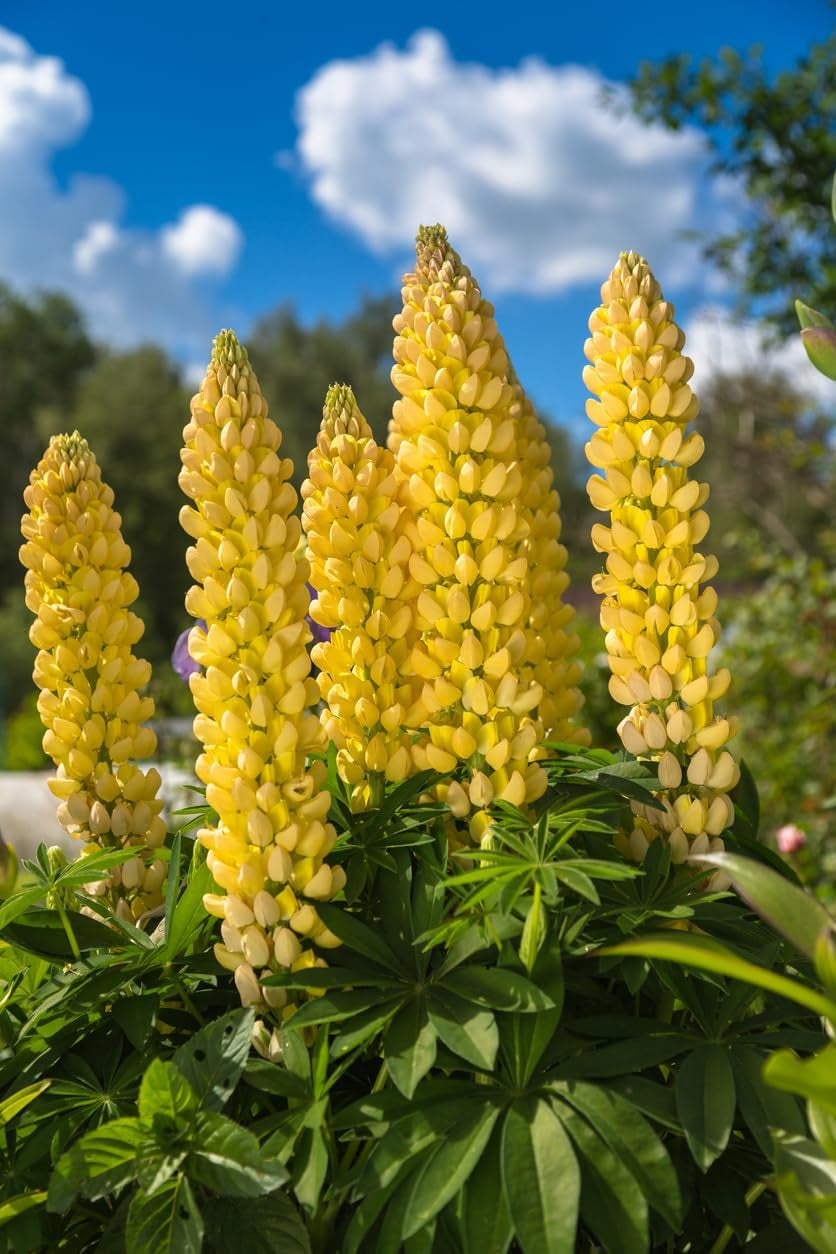 1000 graines de lupin mélangent un engrais bleu blanc jaune pour fleurs sauvages, abeilles et papillons