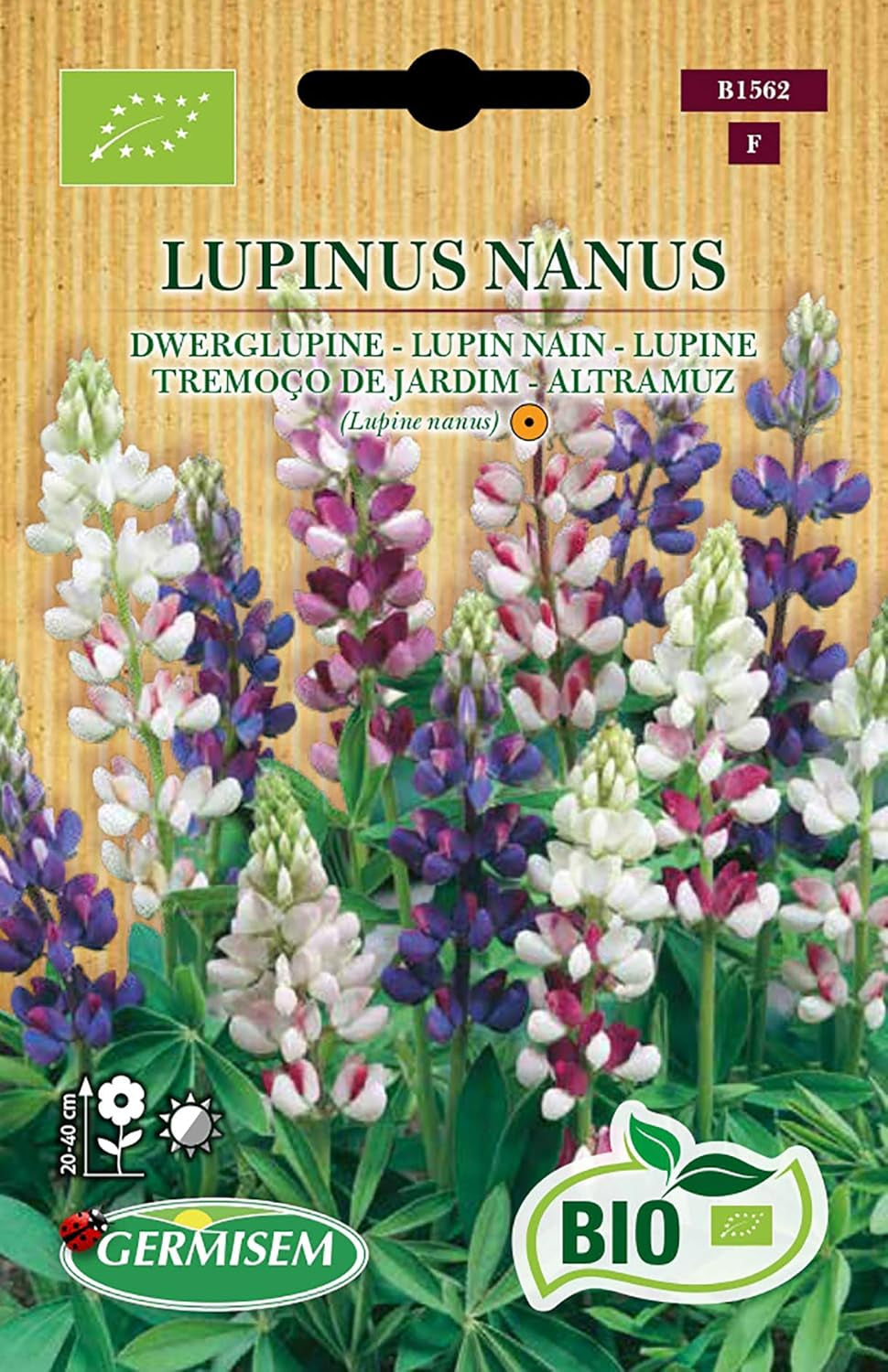 Lupine LUPINUS NANUS, ECBIO1562