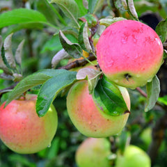 Apfelbaum Rosafarbener Apfel – Antike Sorte, Topf Ø 20 Cm, Höhe 150–170 Cm, Alter: 2 Jahre – Italienische Baumschule
