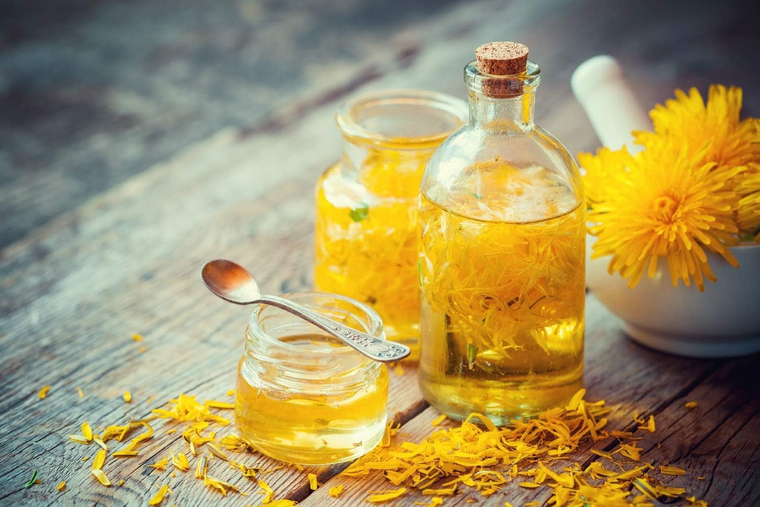 SAFLAX - BIO - Pissenlit - 400 graines - Taraxacum officinale