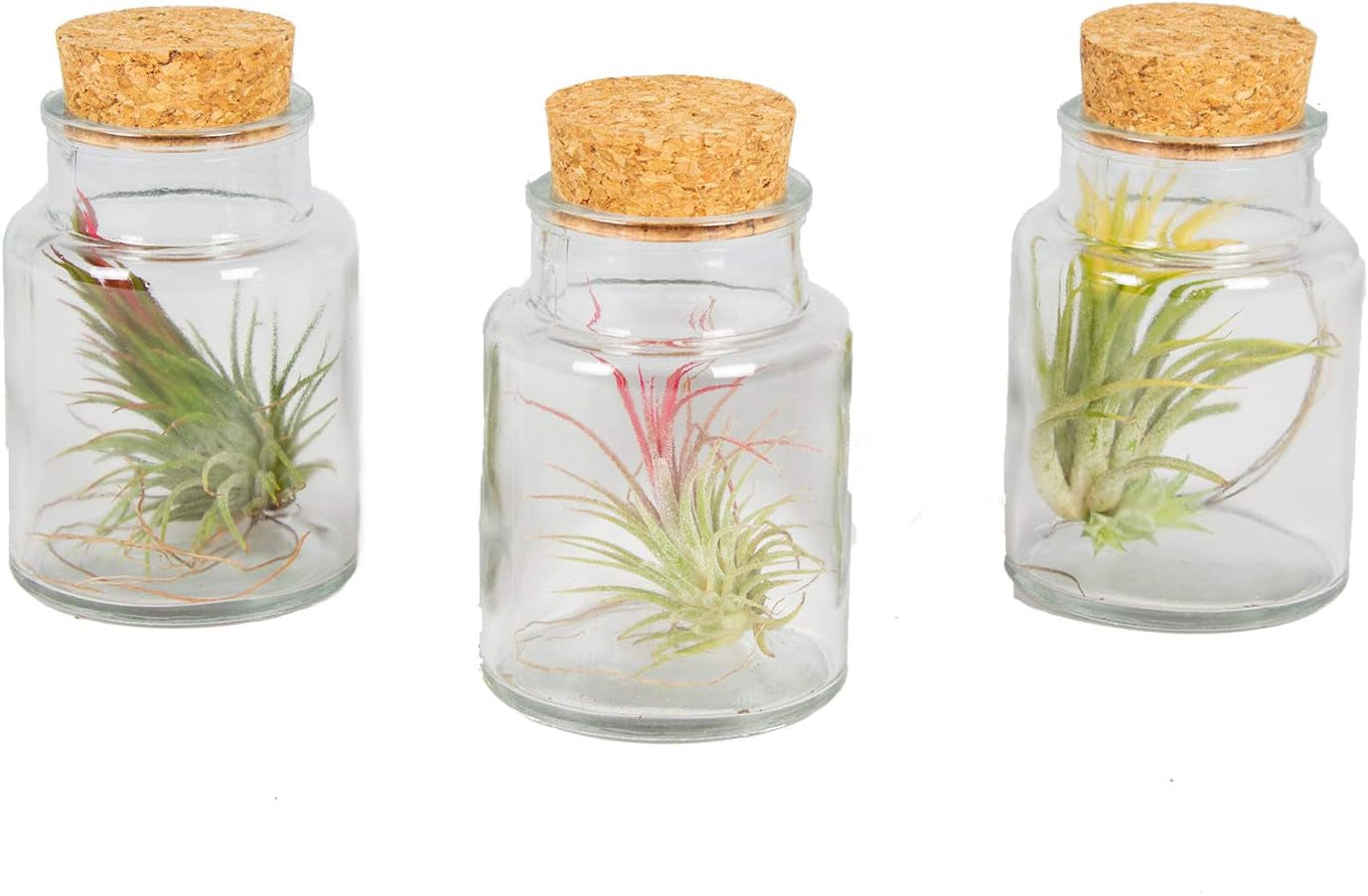 Bloomique - 5Er Mix - Tillandsia - Tillandsien - Luftpflanzen Echt - Sehr Pflegeleicht - Höhe 5-15 Cm