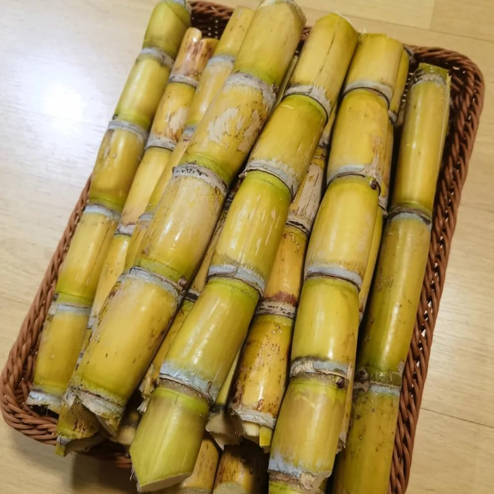 Zuckerrohr Deko Zuckerrohrsamen Topfpflanzen Draußen Winterhart Für Sonnige Plätze Hochbeet Deko Wohnzimmer 300Pcs