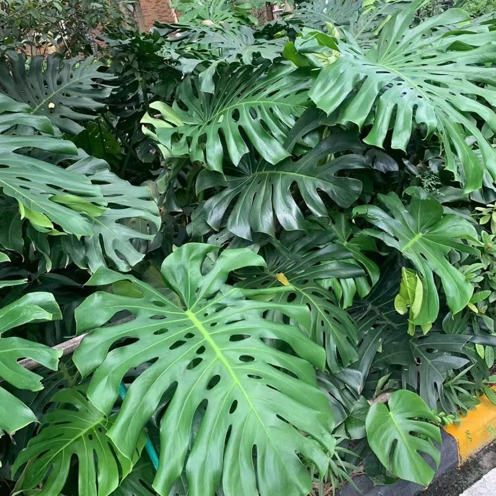 Monstera Pflanze Samen Dachbegrünung Samen Indoor Garten Monstera Samen Zimmerbonsai Bonsai Dekoration Wohnzimmer Kräutersamen Dekopflanzen Gartenpflanzen Winterhart - Seltene 20Pcs