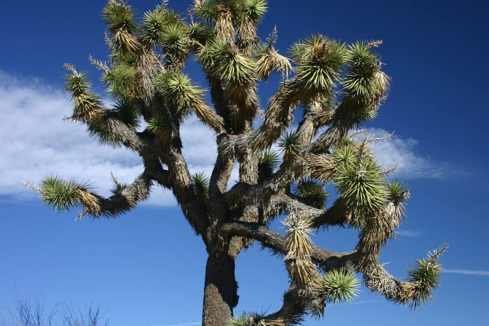 SAFLAX - Joshua Tree - 10 Samen - Yucca Brevifolia