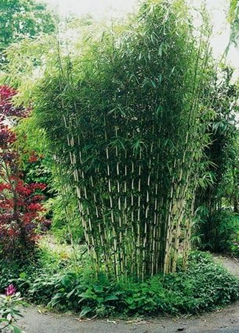 Horstbildender Bambus "Pingwu" (Fargesia Robusta) - Winterharte Bambus-Pflanze Ohne Ausläufer Von Garten Schlüter