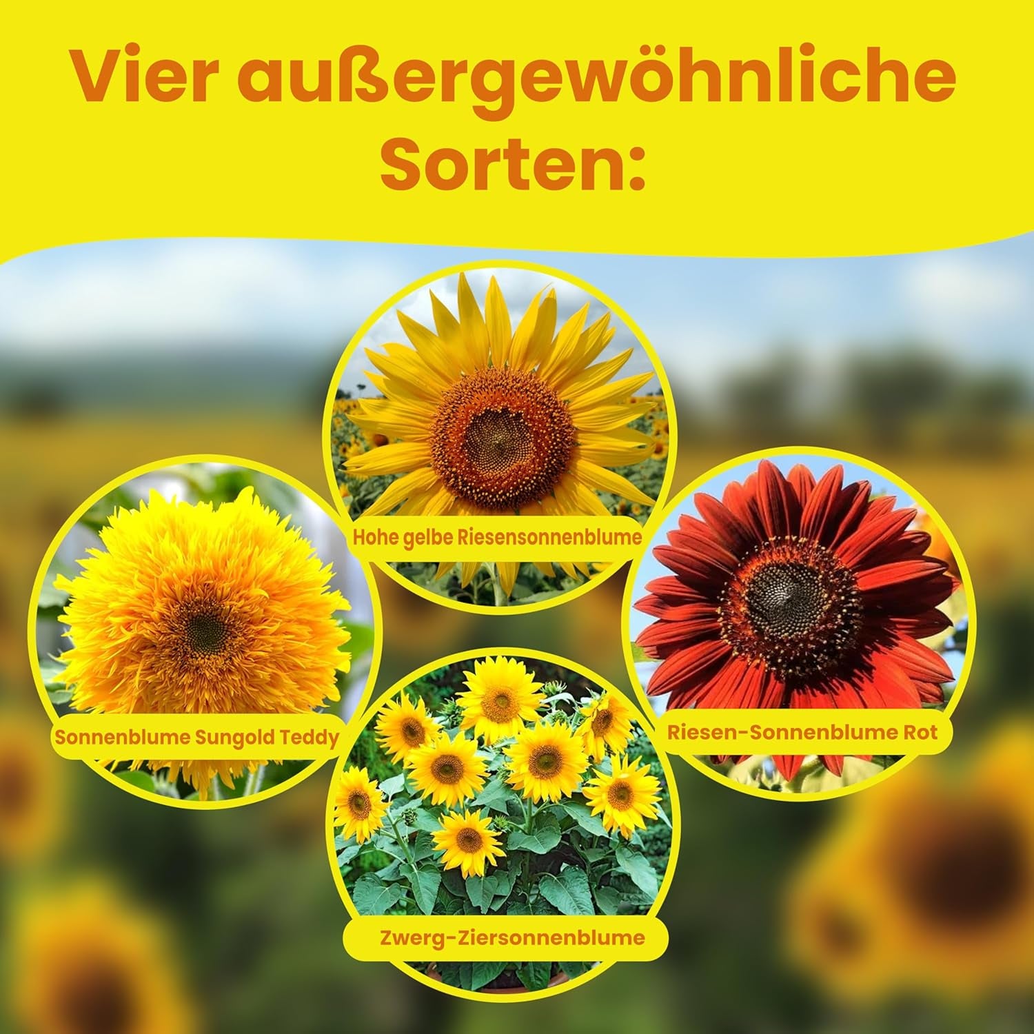 LERAVA® Sonnenblumen Samen Set (4 sortes) - Riesige gelbe & rote Sonnenblume - Zwerg et Sungold Teddy - Premium Sonnenblumensamen für Garten und Balkon - Blumenamen Geschenk für Hobbygärtner