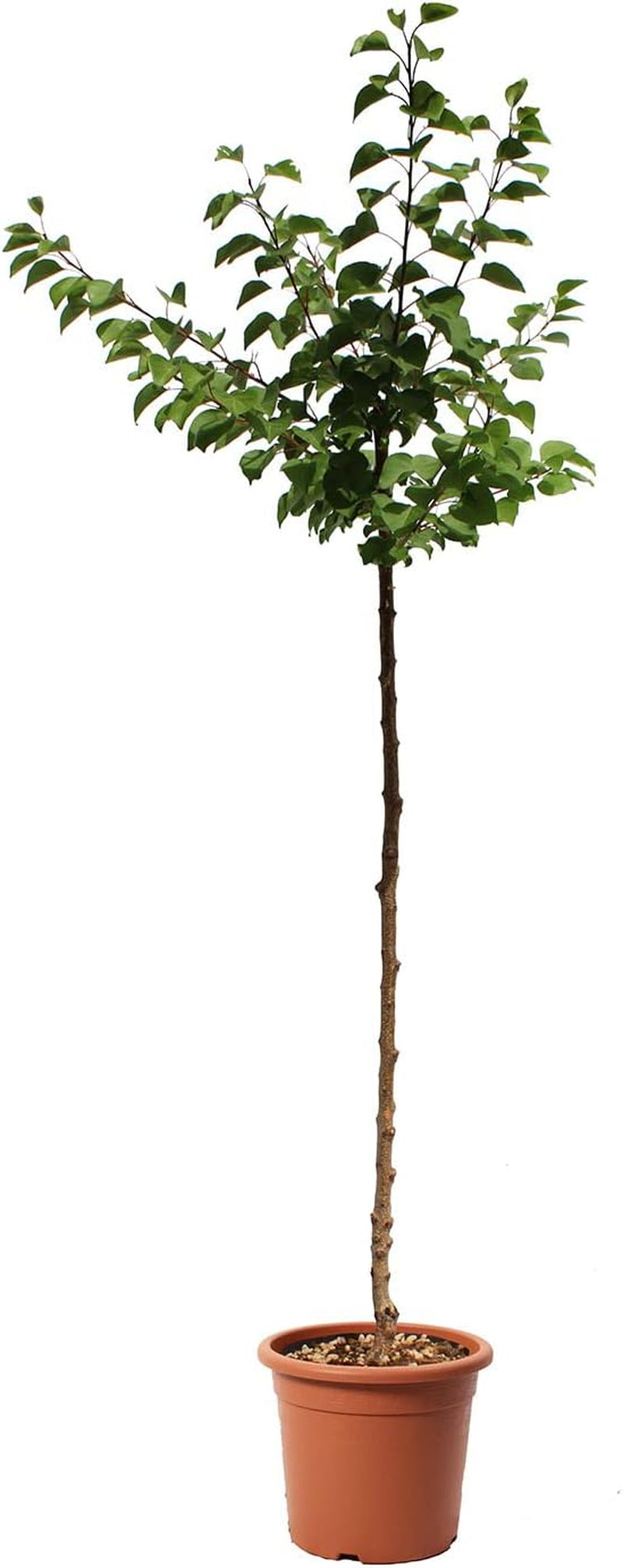 KENTIS – Aprikosen Pflanzen – Aprikosenbaum – Echte Outdoor Pflanzen – Garten Obstbaum – Obstpflanzen - Topf Ø 24 Cm