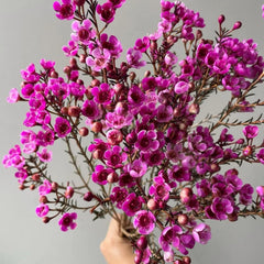 Chamelaucium Uncinatum Garten Baumsamen Bonsai Gartendeko Für Draußen Schnell Wachsende Sträucher Winterharte Kübelpflanzen Blumensamen Gastgeschenk Topfpflanzen Nachhaltige Geschenke 300Samen