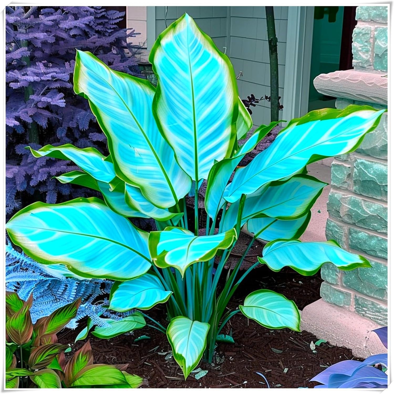 Mélange de bulbes de fleurs, ampoule magique mystère, plantation rustique, bulbe de fleurs vivaces résistant à l’hiver, bulbes rustiques - 3 bulbes d’orchidées