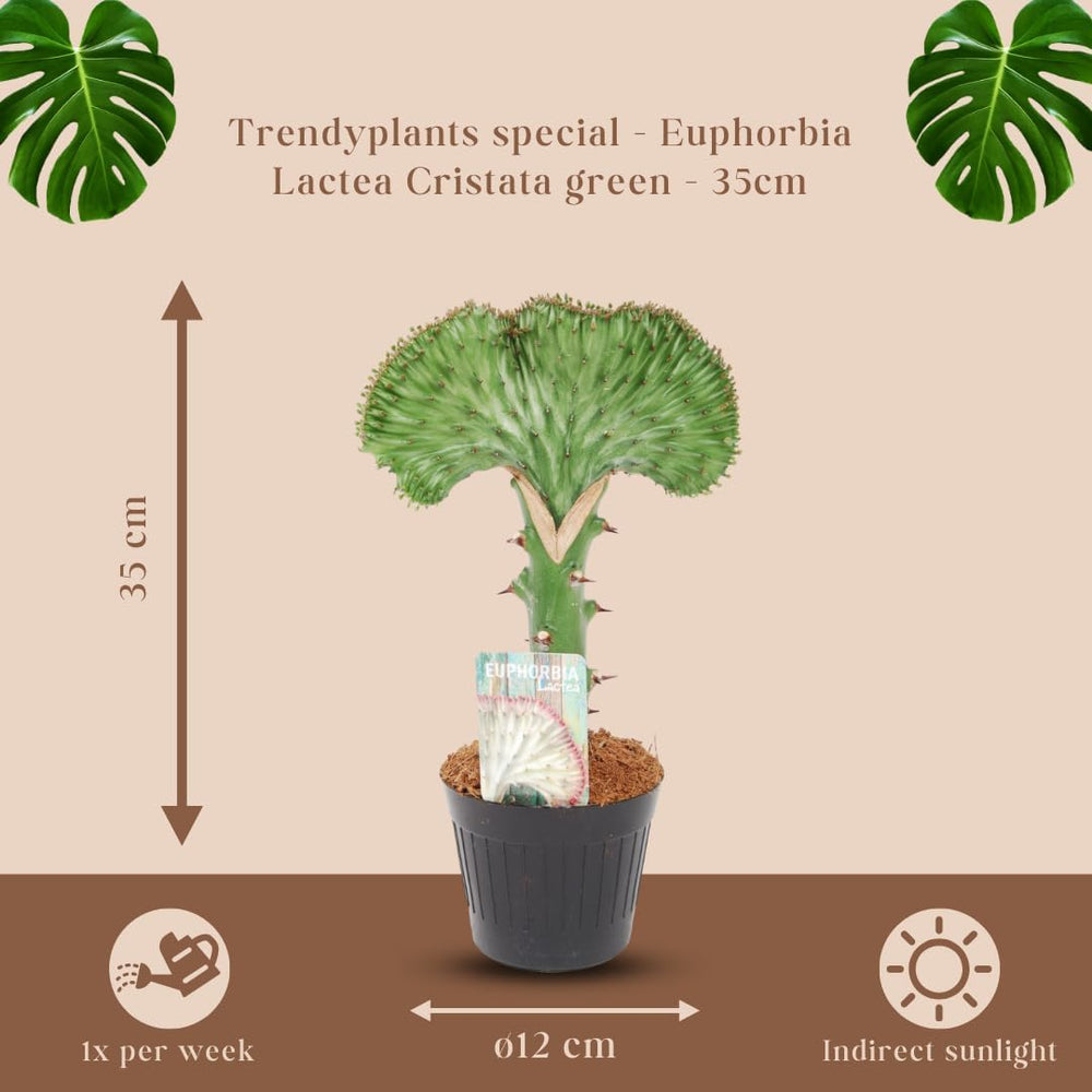 Trendyplants Special - Euphorbia Lactea Cristata Grün - Kaktus - Höhe 25-45 Cm - Topfgröße Ø12Cm