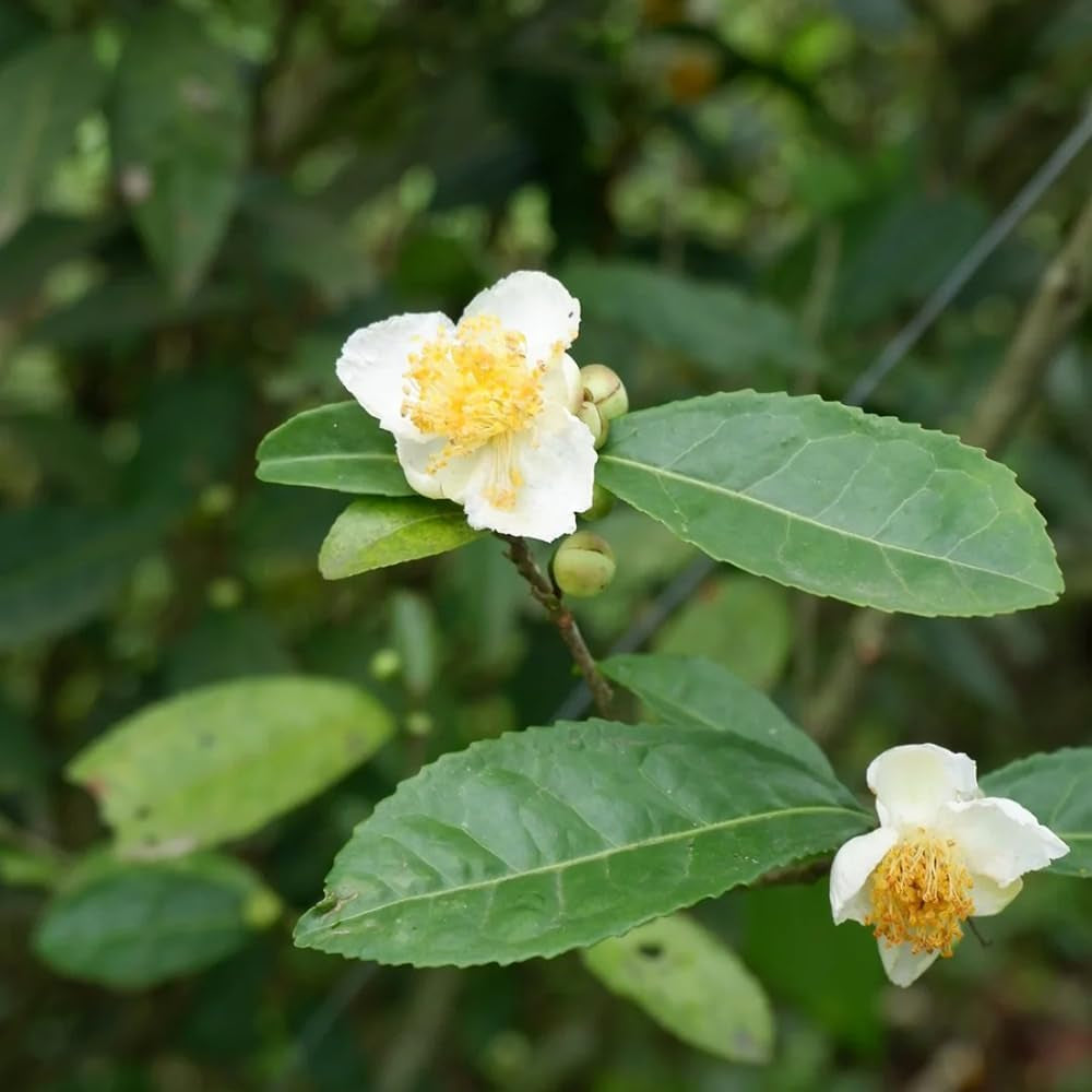 Grüner Tee - Teebaum - Zimmerbonsai Teepflanze Kaufen Gartenpflanzen Winterhart Mehrjährig Topfpflanzen, Schnell Wachsende 35Samen