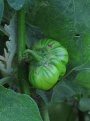 Äthiopische Eierfrucht (Solanum Aethiopicum) 20 Samen Afrikanische Sorte