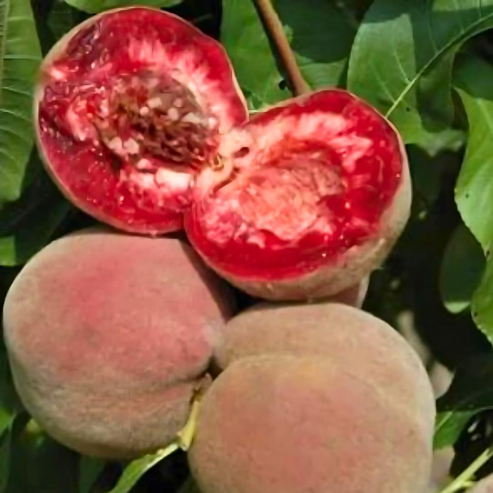 Pfirsiche Pulpa Rote Vigna - Obstpflanze Alte Frucht Auf Blumentopf 20 Baum Max 170 Cm – 2 Jahre Anbau Italien