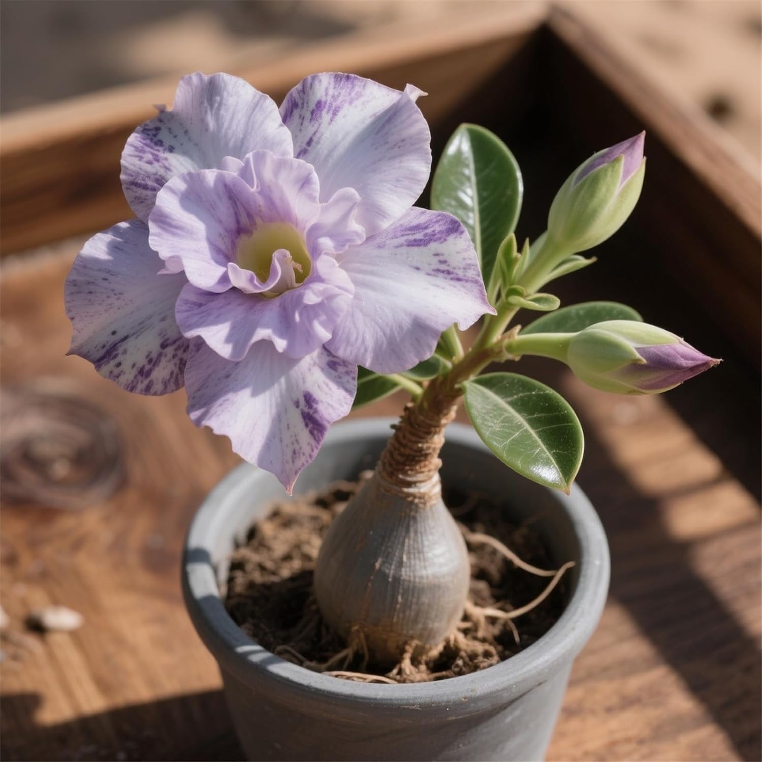 Lebende Pflanzen,Winterhart pflanzen, Mehrjährige Blumenzwiebel ist winterhart, Mysteriöse magische Glühbirne, Blumenzwiebel Mix,3 ans-1 Wüstenrose knollen -I
