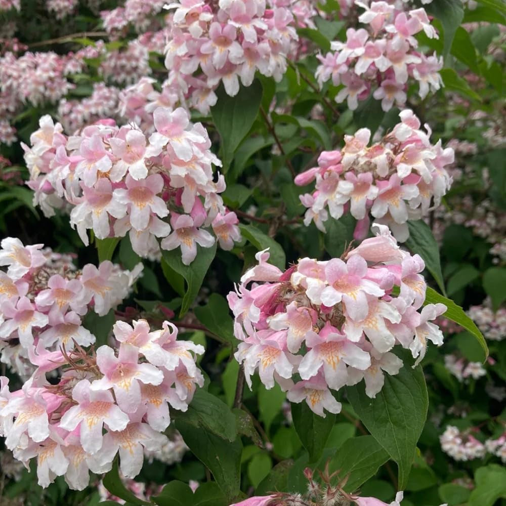 Perlmuttstrauch - Gartendeko Für Draußen Steingarten Winterhart Balkon Bio 35Samen