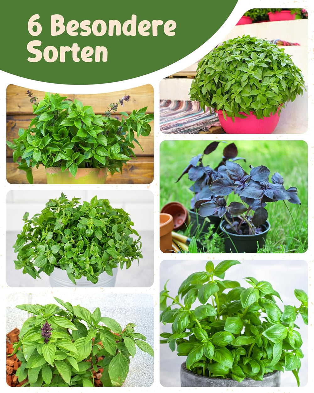 Graines de basilic biologiques dans un ensemble de 6 - 6 graines de basilic pour une culture facile dans le jardin, le balcon ou le parterre surélevé - Graines de plantes - Semis