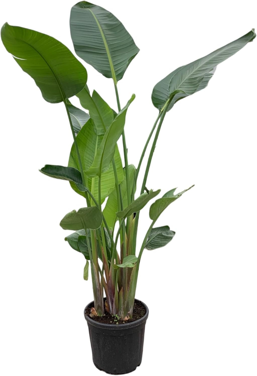Trendyplants - Strelitzia Nicolai - Paradiesvogelblume - Zimmerpflanze - Höhe 160-180 Cm - Topfgröße Ø24Cm