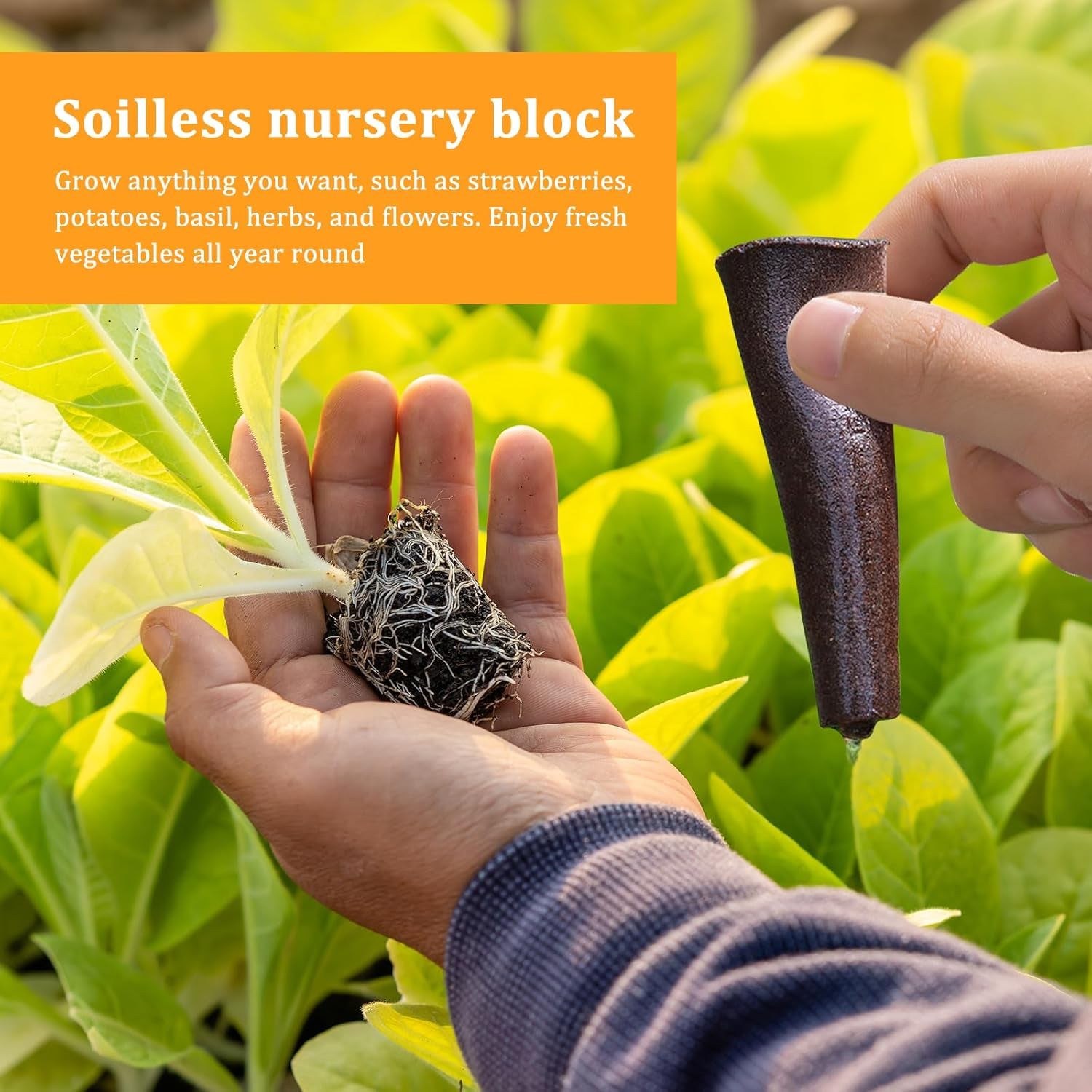 50 éponges de culture hydroponique, éponges de semis hydroponiques, bouchons d'éponge de culture de racines, adaptés à différents types de bourgeons, tels que la tomate, la fraise, la menthe