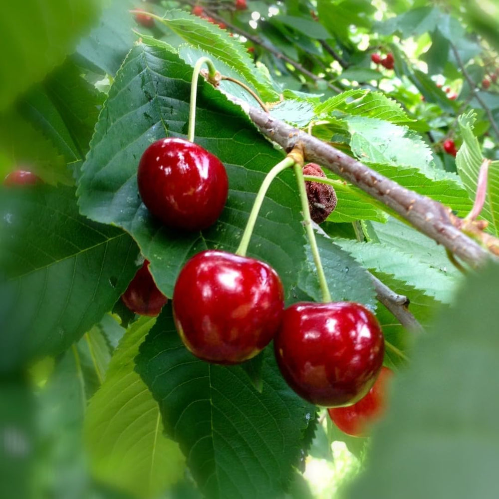 Sauerkirschbaum Amarena Progressiflora – Obstpflanze Im Topf Ø 20 Cm, Höhe 150–170 Cm, Alter: 2 Jahre – Italienische Baumschule
