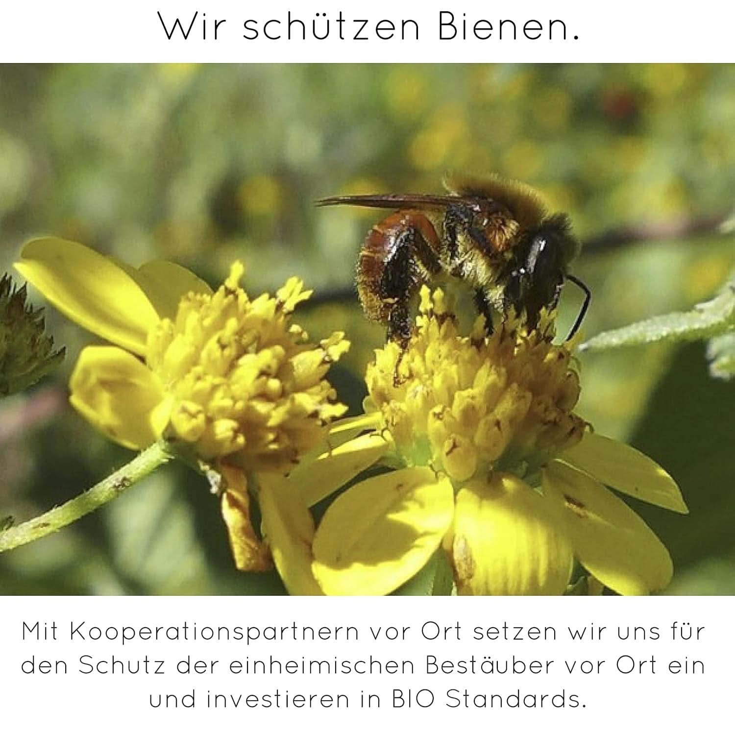 Poudre de vanille de qualité supérieure à partir de vraies gousses de vanille, naturelle, sans sucre, sans additifs, commerce équitable, végétalien (40 g sans boîte) de Vanilla Campaign® Flavors Naty Shop