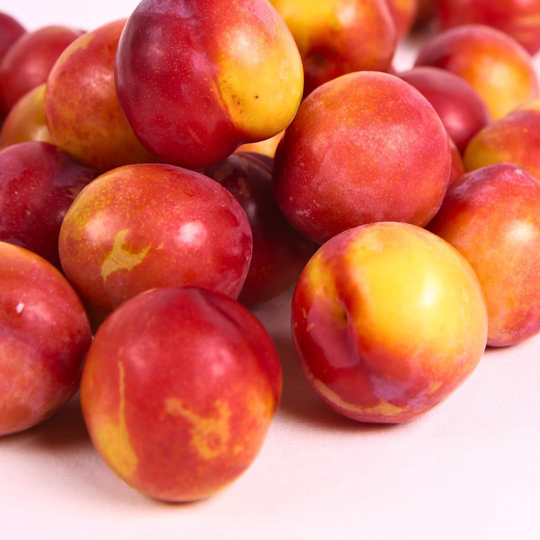 Fortune Pflaumen - Obstpflanze Auf Blumentopf 20 - Baum Max 170 Cm - 2 Jahre Anbau Italien