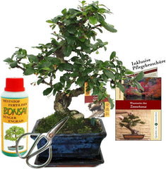 Exotenherz - Geschenkset Bonsai "Carmona" - Fukientee - Ca. 6 Jahre Alt - Anfänger-Set