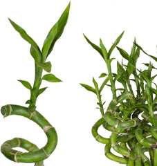 5X Lucky Bamboo Glücksbambus - 50Cm GEDREHT - Spiral in Verschiedenen Groessen - Zimmerbambus Gluecksbambus Zimmer Deko Bam Boo Dracaena Sanderiana Zimmerpflanze