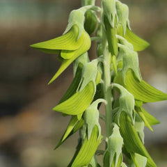 Crotalaria Cunninghamii, Schnellwachsende Sträucher Crotalaria Pallida, Kräuterpflanzen Wildkräuter Kräutergarten Winterhart Heilkräuter Steingartenpflanzen 80Samen