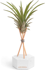 - Luftpflanzen Tillandsia Vel Mit Dekorativer Schreibtischhalterung (Hex. Weißer Zement Mit Holzstäben)